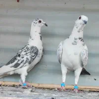 کبوتر ضمانتی|پرنده|سربیشه, |دیوار