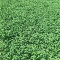 ،شپددر ،همدانی ،بغدادی امریکایی قره