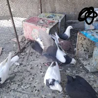 کبوتر رنگی طوقی کرم|پرنده|باغ بهادران, |دیوار