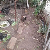 مرع.خروس.نیمچه|حیوانات مزرعه|اهواز, کیانپارس |دیوار