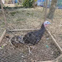 بوقلمون ماده