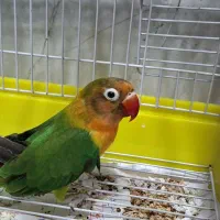 طوطی برزیلی فیشر|پرنده|دزفول, |دیوار