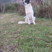 سگ دورگ سراب فوری|سگ|چابکسر, |دیوار