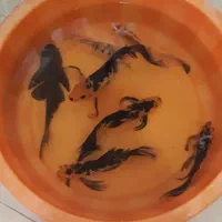 ماهی کوی باله بلند