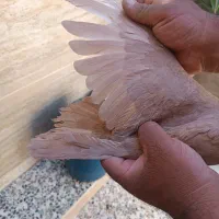 نروماده زرد دوکاکله|پرنده|شیراز, ده پیاله|دیوار