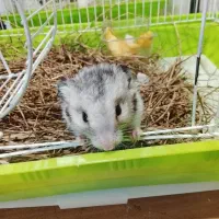 واگذاری همستر