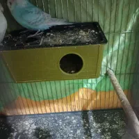 دو جفت مرغ عشق مولد با قفسو لوازنم فقط هشتصد|پرنده|الیگودرز, |دیوار