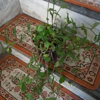 گل بزرگ|گل و گیاه طبیعی|بروجرد, |دیوار