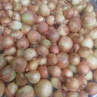 پیازکوهی کاملا ارگانیک