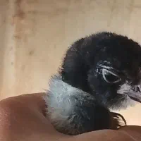 تعدادی جوجه ۱ تا دو ماهه