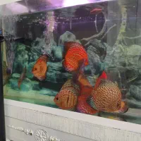 ماهی دیسکس بالغ|ماهی|مشهد, شایه|دیوار