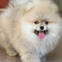 سگ پامر|سگ|تهران, سعادت‌آباد|دیوار