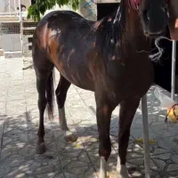 اسب ۲سال ۳ ماه|اسب و تجهیزات اسب‌سواری|اهواز, کوی مهندسان|دیوار