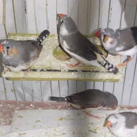 فنچ های مولد نر و ماده بسیار سالم