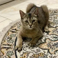 بریتیش ماده