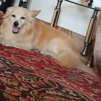 سگ اشپیتز  نر ۲ساله