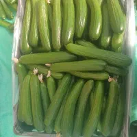 خیار گلخونه ای