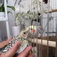 یک جفت عروس هلندی مولد با لوازم سخنگو|پرنده|قدس, شهرقدس|دیوار