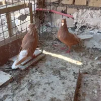 جفت زرد دم سفید اسپرت نه بلند نه کوتاه