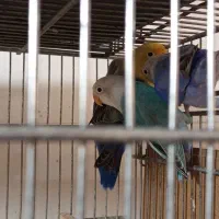 طوطی کوتوله برزیلی|پرنده|زاهدان, |دیوار