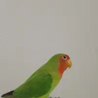 طوطی برزیلی|پرنده|شاهین‌شهر, شهرک گلدیس|دیوار