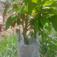 پیوند زنی گردو تضمینی