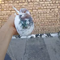 پرنده