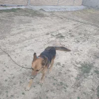 تعویض باپاکوتا