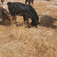 فروش چبش بذری جوان