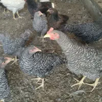 نیمچه مرغ و خروس امروک