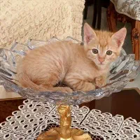 واگذاری گربه|گربه|کرج, جهان‌شهر|دیوار