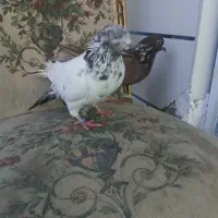 کبوتر دمگیر کاشانی  ساتن|پرنده|خمینی‌شهر, |دیوار