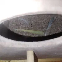 لانه مخوص گرینچیک