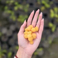 نهال رزبری میوه زرد یا طلایی