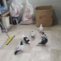 کبوتر غریب|حیوانات|زنجان, |دیوار