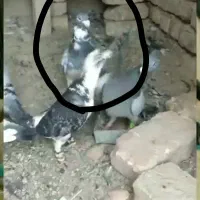 ابلغ گمشده خریدارم ۲م خریدارم|حیوانات|هامون, |دیوار