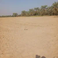 زمین کشاورزی|اجارهٔ دفتر صنعتی، کشاورزی، تجاری|عنبرآباد, |دیوار
