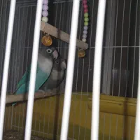 کوتوله برزیلی|پرنده|جیرفت, |دیوار