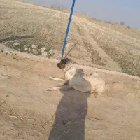 سگ ماده سراب|سگ|شوط, |دیوار