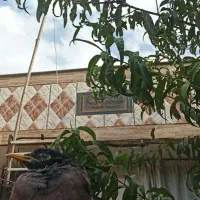 مرغ مینا دستی