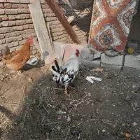 خروس زیبا ومحلی زرنگ|حیوانات مزرعه|محمدبار, |دیوار