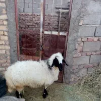 گوسفند