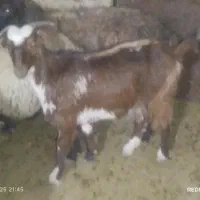 بز بزغاله|حیوانات مزرعه|سردرود, |دیوار