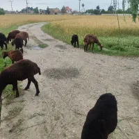 میش و بره ماده.