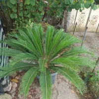 سیکاس