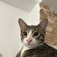 گربه ی نر مهربون و بامزه