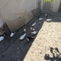 فروش کفتر طوقی
