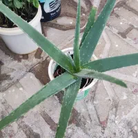 گل هایه زیبا|گل و گیاه طبیعی|جوانرود, |دیوار