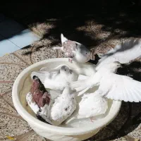 کبوتر یال سفید اراکی شازده