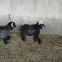 فروش بره و کهره  داشتی بختیاری|حیوانات مزرعه|شیراز, دارالرحمه|دیوار